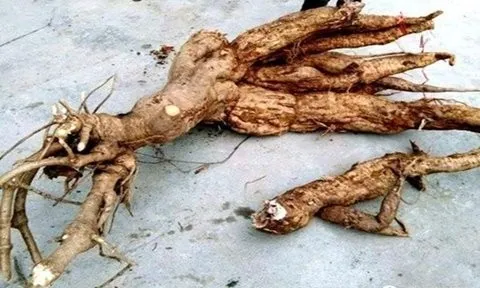 Anh nông dân bỏ túi 2,3 tỷ đồng nhờ đào được vật lạ xù xì trong sân