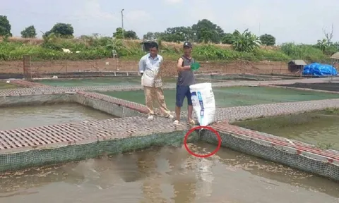 Anh nông dân "mát tay" bỏ túi 8 tỷ đồng nhờ nuôi cá theo kiểu “chẳng giống ai”