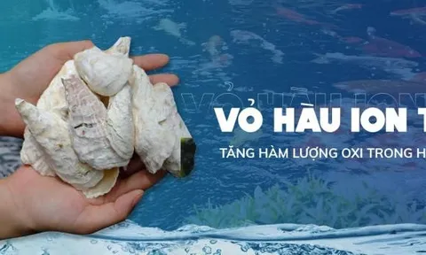 Cứu tinh dành cho cá koi