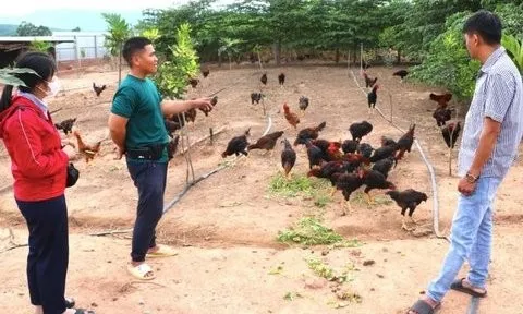 Chàng trai 9X thu lãi 3 tỷ đồng/năm nhờ chí làm giàu trên vùng "đất khó"
