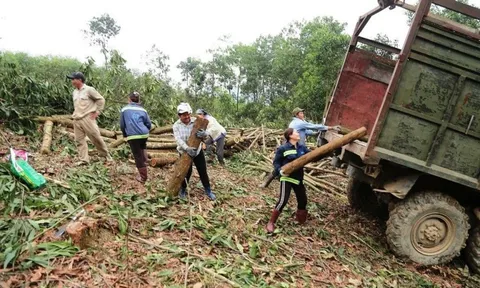Thanh Hóa phát triển vùng nguyên liệu gỗ hơn 20.000ha tại 4 huyện