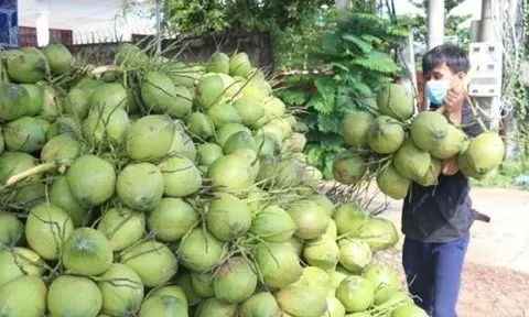 Ngành dừa có cơ hội xuất khẩu vượt mốc 1 tỷ USD