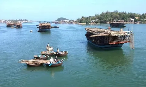Ngư dân Quảng Ngãi "săn" con đặc sản gì mà thu lãi hàng trăm tỷ đồng?
