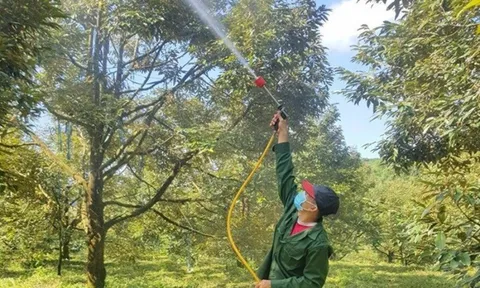 Nông dân thu tiền tỷ nhờ "trái nhà giàu" vạn người mê