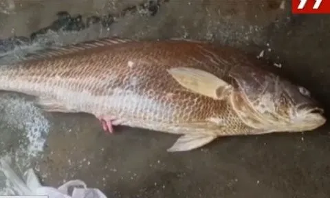 Bắt được con cá nặng 28kg, ngư dân liền bán với giá 88 triệu đồng