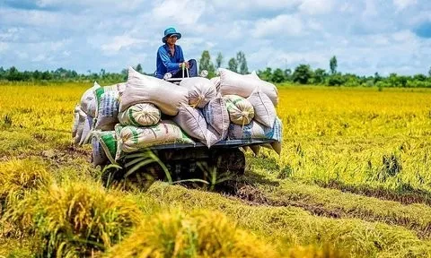 Giá gạo xuất khẩu tăng mạnh: Thêm cơ hội cho gạo Việt Nam