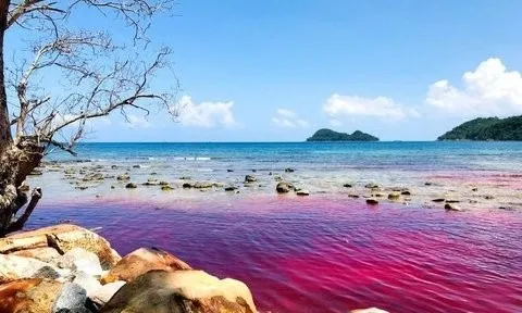 Phú Quốc: Thủy triều đỏ xuất hiện tại đảo Thổ Châu