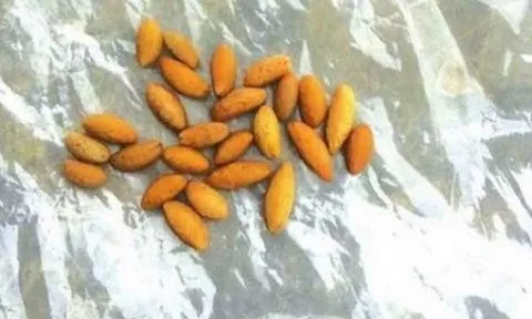 Mổ bụng gà, phát hiện “vật lạ” trị giá gần 8 tỷ đồng