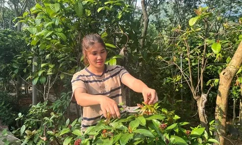 Loài cây xưa mọc trong rừng không ai hái, nay được nông dân trồng thu lãi hàng trăm triệu/năm