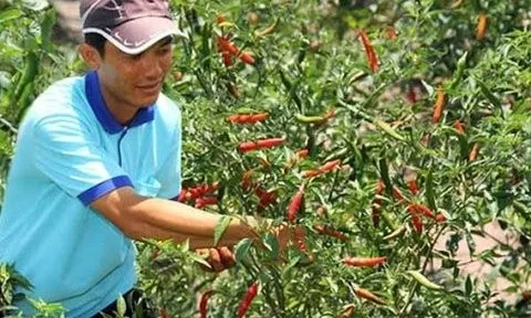 Giá nông sản 13/6: Cà phê đồng loạt tăng, ớt sừng được giá, khoai môn giảm