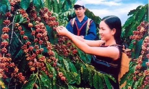 Xuất khẩu cà phê 5 tháng đầu năm mang về 2,9 tỷ USD