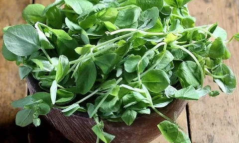 Ăn 1 mớ rau này như "nhân sâm của người nghèo", hương vị thơm ngon "cực phẩm" trẻ con còn mê