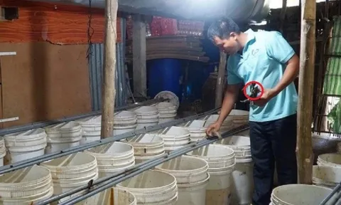Anh nông dân lãi 600 triệu/năm nhờ nuôi con "đắt đỏ" trong thùng nhựa