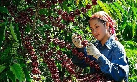 Giá nông sản 14/6: Hồ tiêu đột ngột lao dốc, xoài Tương Dương giá cao