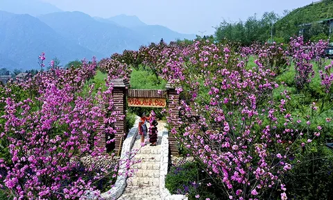 Hoa anh đào nở rộ, Fansipan hóa xứ sở Phù Tang