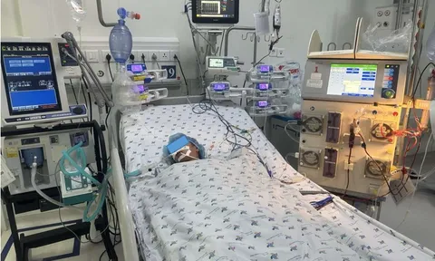 Bé gái sốc phản vệ, suy hô hấp nặng do bị ong vò vẽ đốt hơn 50 vết