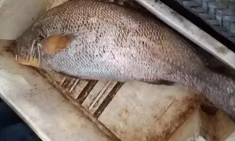 Bắt được con cá vàng, người đàn ông bán với giá 6,4 tỷ đồng
