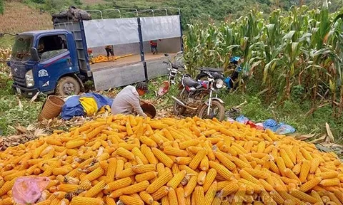 Giá nông sản hôm nay 15/6: Giá hồ tiêu, cà phê, cao su quay đầu giảm 