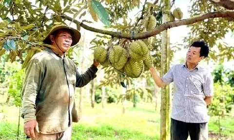 Gia Lai: Hiệu quả từ mô hình trồng sầu riêng theo tiêu chuẩn VietGAP