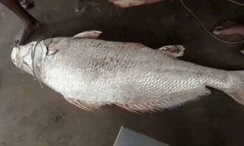 Con cá 32kg được trả 97 triệu đồng, ngư dân liền đồng ý bán