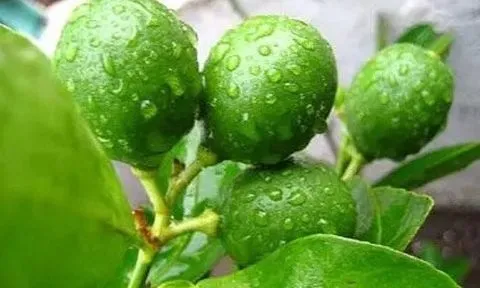 Phần tốt nhất của quả chanh, nhiều người không biết thường bỏ đi