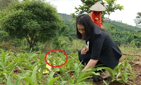 Chị nông dân lãi 5 tỷ đồng/năm nhờ trồng cây dại "ngọt như mì chính"