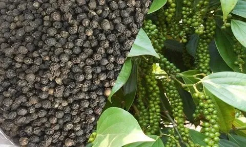 Giá nông sản 16/6: Hồ tiêu tăng trở lại, ớt sừng tăng nhẹ, mít Thái đi ngang