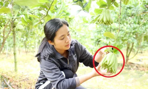 Chị nông dân bỏ túi 1 tỷ đồng/năm nhờ trồng cây "chiêu tài, hút lộc"