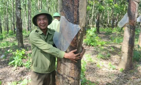 Kỳ lạ hàng trăm ha cao su xanh mướt, đang cho mủ nhưng “vô chủ”