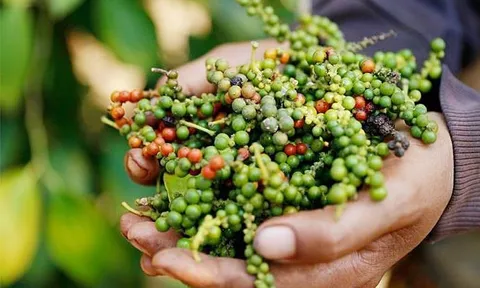 Tăng cường xúc tiến thương mại vào thị trường Nga