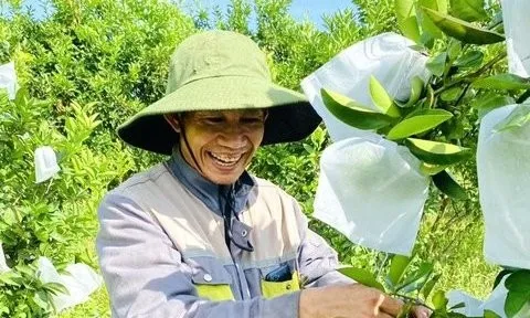 Kiếm 300 triệu/năm nhờ nuôi cá, trồng cây đặc sản có múi trên vườn