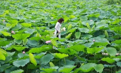 Hà Nội: Lần đầu tiên tổ chức Lễ hội Sen