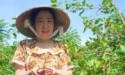 Chị nông dân lãi 300 triệu đồng/năm nhờ trồng thứ “tiên dược trời ban”