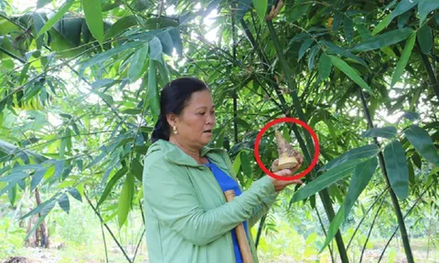 Chị nông dân nhẹ nhàng kiếm 28 tỷ nhờ trồng loại cây "uốn theo chiều gió"