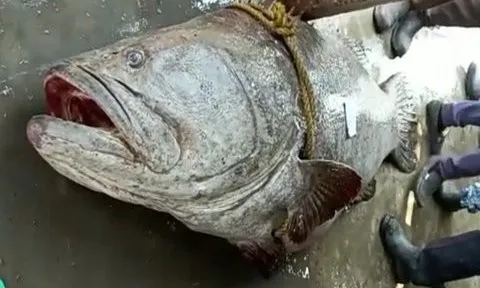 Bắt được con cá nặng 200kg, ngư dân bán với giá bất ngờ