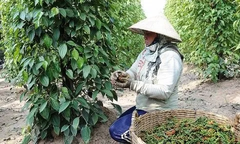 Thị trường tiềm năng, xuất khẩu hồ tiêu triển vọng đạt tỷ USD