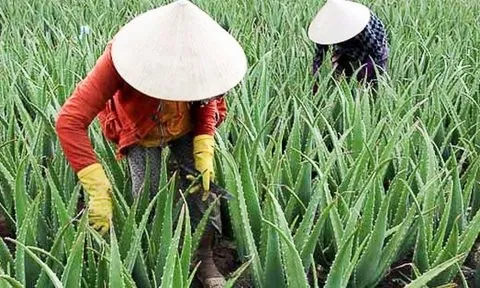 Cây dại trồng 6 tháng là thu hoạch, nông dân kiếm tiền tỷ mỗi năm