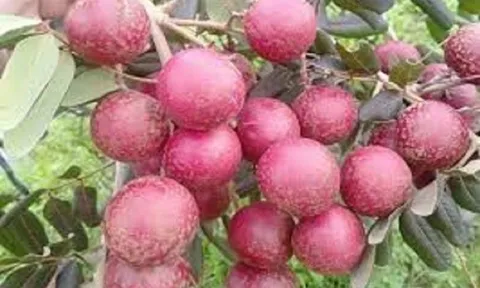 Giá nông sản 25/6: Cà phê trong nước đồng loạt tăng, nhãn xuồng tím hút khách