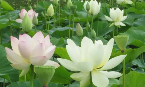 Lần đầu tiên diễn ra Lễ hội hoa Sen tại Thủ đô