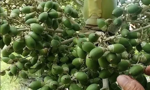 Giá nông sản 25/6: Cau non tăng nhẹ, sen vào mùa giá cao, hồ tiêu giảm