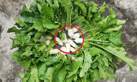Ăn 1 mớ rau này như '"nhân sâm của người nghèo", đi chợ thấy mua liền tay
