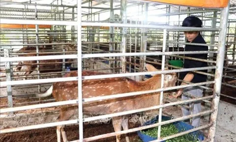 Nuôi loài vật quý để "cưa sừng" lấy lộc, anh nông dân thu lãi nửa tỷ đồng