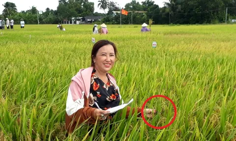 Chị nông dân nhẹ nhàng bỏ túi 3 tỷ nhờ trồng cây "ngả theo chiều gió"