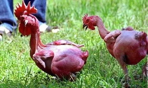 Kỳ lạ giống gà không lông độc nhất vô nhị trên thế giới