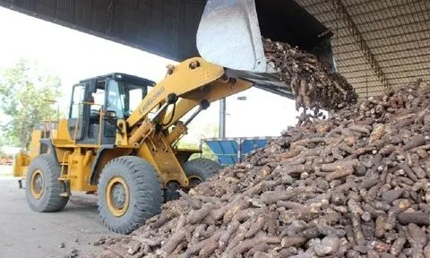 Phát triển bền vững ngành hàng sắn Việt Nam