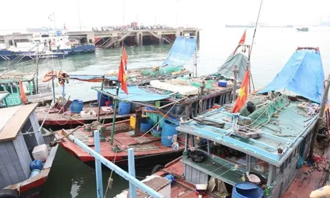 Quảng Ninh: Xử lý 49 tàu, thuyền vi phạm trên vịnh Hạ Long
