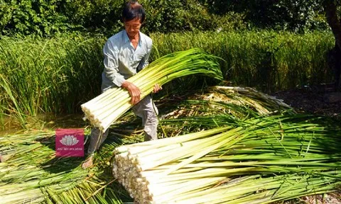 Ăn 1 mớ rau này như "nhân sâm của người nghèo", ra chợ thấy mua liền tay kẻo phí