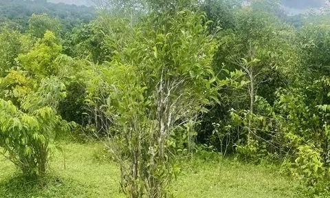 Bình Định phát triển quần thể chè tiến vua An Toàn