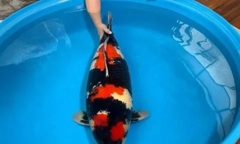 Con cá Koi “độc nhất vô nhị” của 8x xứ Huế được định giá trên 1 tỷ đồng