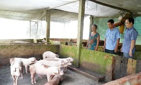 Kiên Giang phát triển công nghiệp chế biến thức ăn chăn nuôi